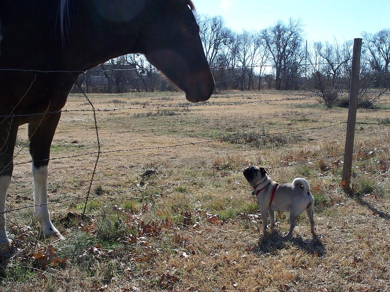 xmas_in_wichita_falls_016.jpg